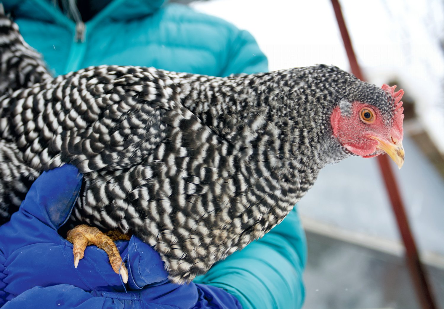 A chicken named Honey is pictured Tuesday in this photo by Chronicle reporter Isabel Vander Stoep.